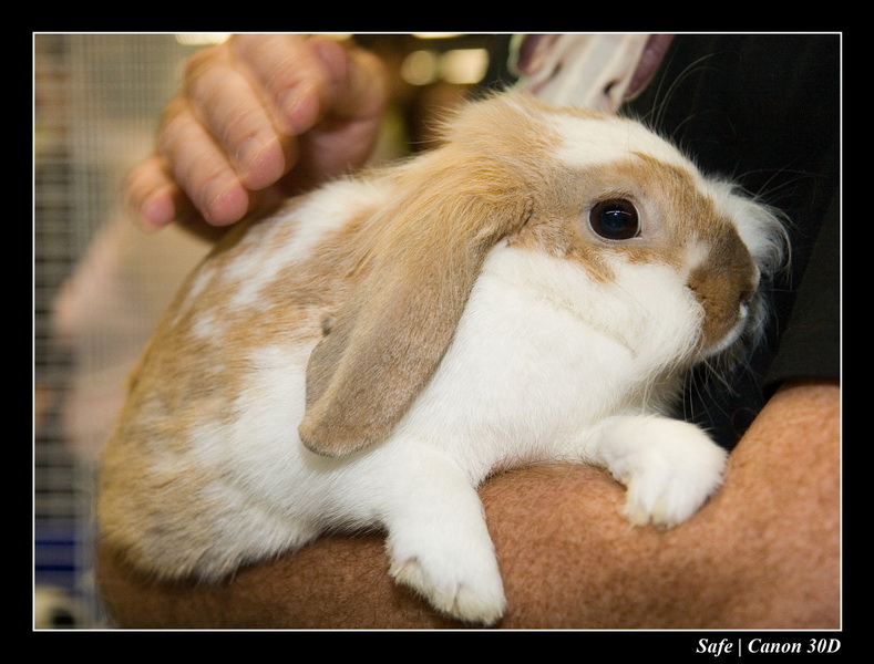 Sep 06 - Salon des animaux de compagnies - 70